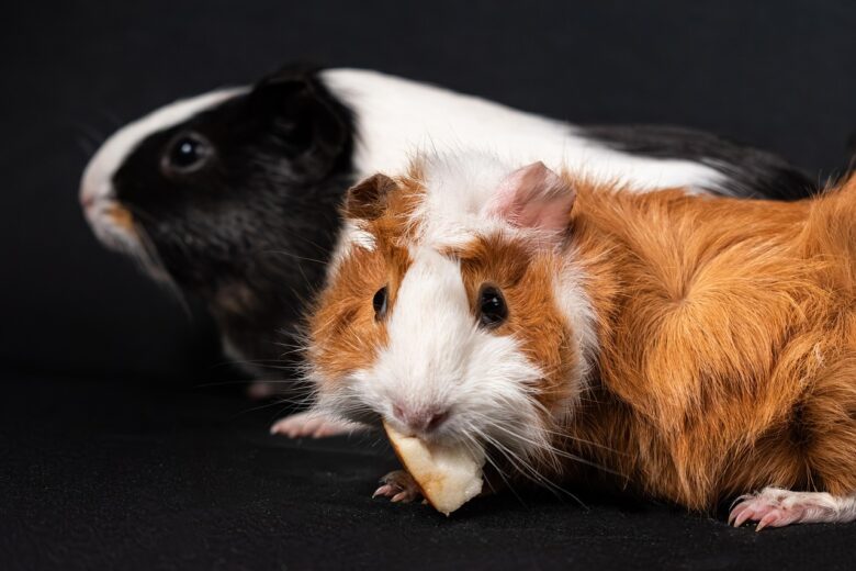 Cavia, Porcellus