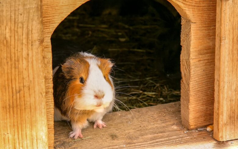 Cavia, Porcellus