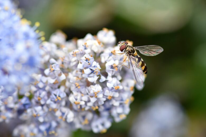 Ceanothus