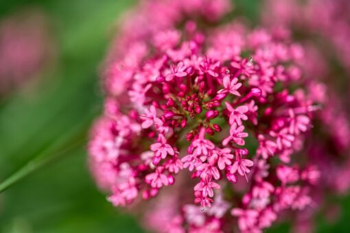 Valeriana rossa – Centranthus ruber