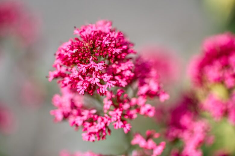 Centranthus, Ruber
