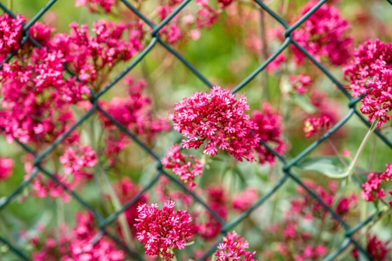 Centranthus, Ruber