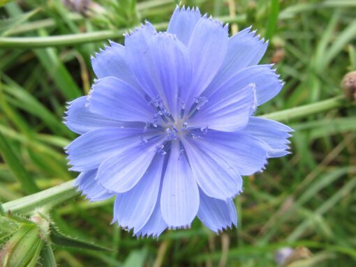 Cicoria selvatica – Cichorium inthybus