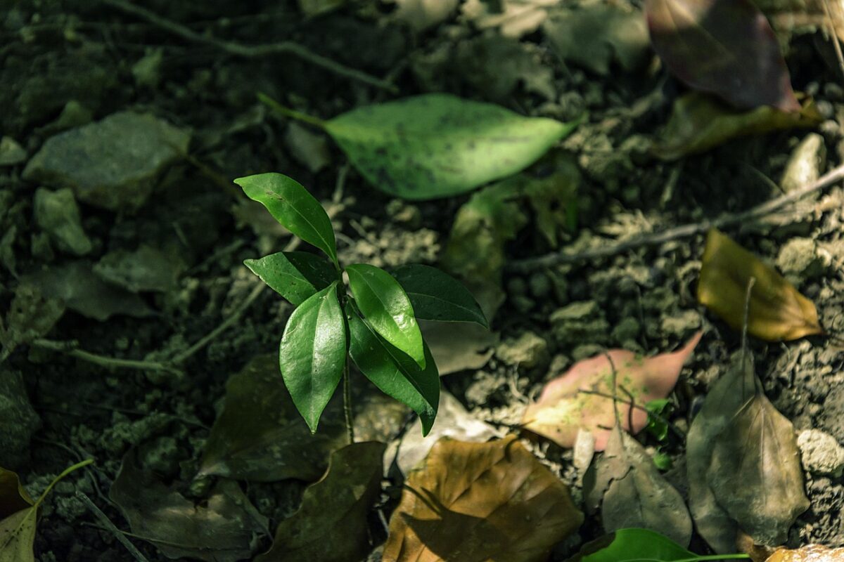 Cinnamomum, Zeylanicum Cinnamomum, Zeylanicum