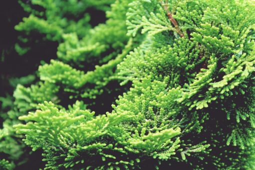 Cipresso – Cupressus Goldcrest Wilma