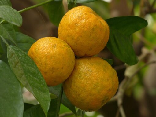 Cedro – Citrus medica