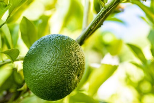 Lime – Citrus aurantifolia