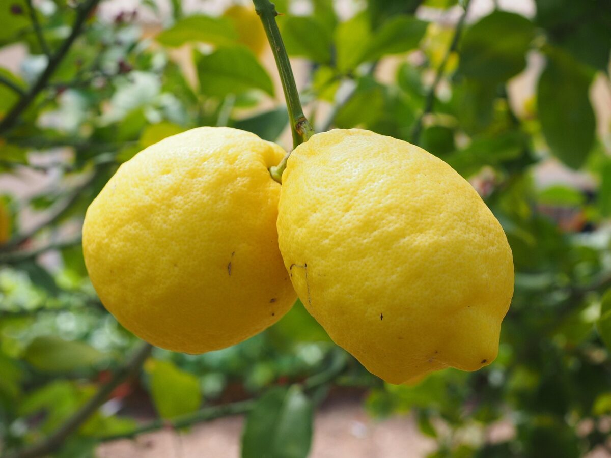 Citrus, Limon Citrus, Limon