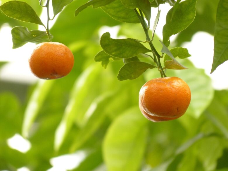 Citrus, Madurensis