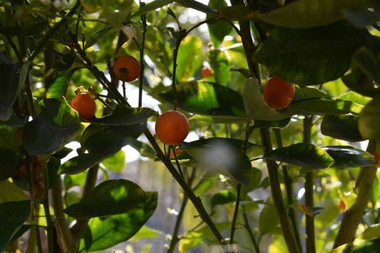 Citrus, Madurensis