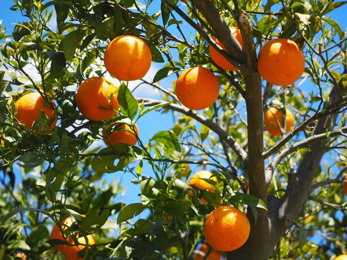 Citrus, Madurensis