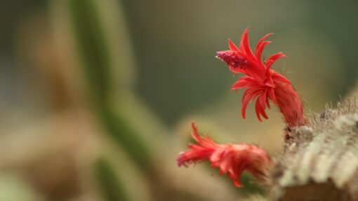 Cleistocactus coltivazione
