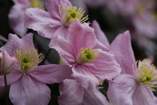 Clematide – Clematis coltivazione