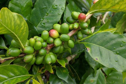 Pianta del caffè d’appartamento – Coffea arabica