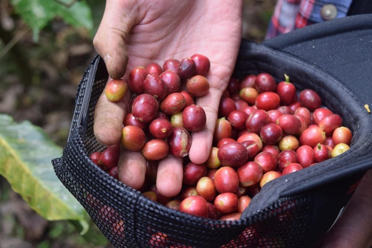 Coffea, Arabica Coffea, Arabica
