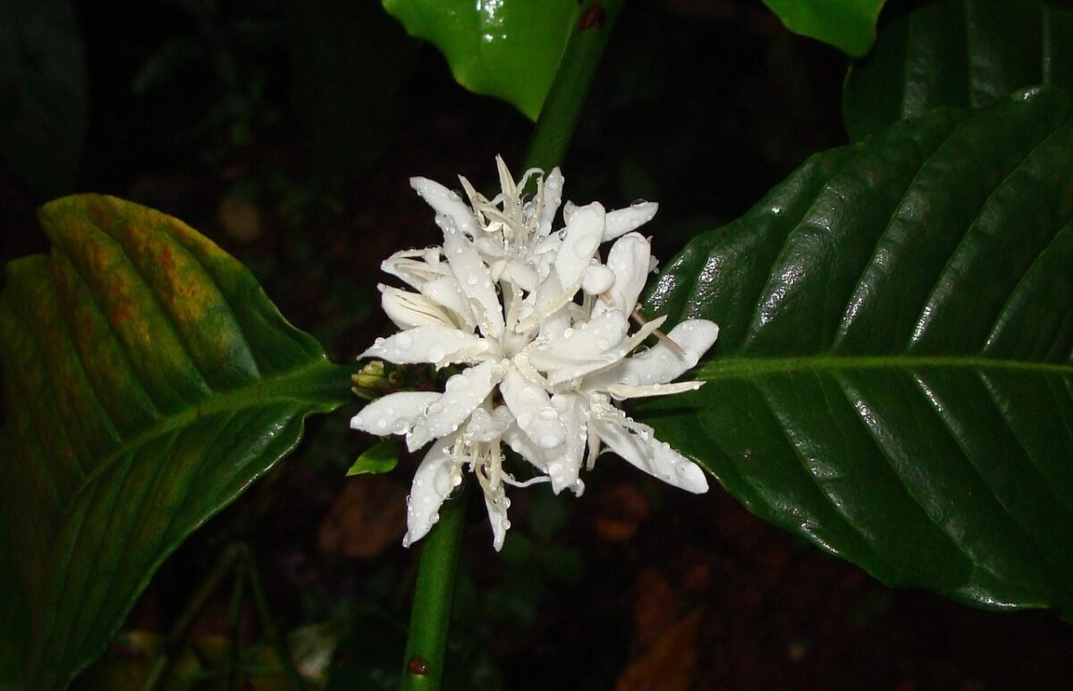 Coffea, Canephora Coffea, Canephora
