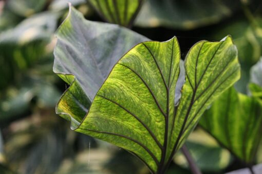 Colocasia esculenta – Taro della Polinesia