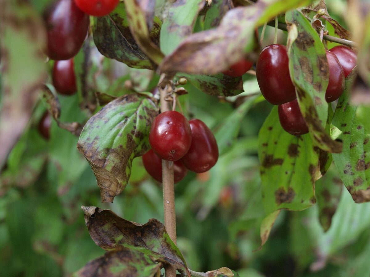 Cornus, Mas Cornus, Mas