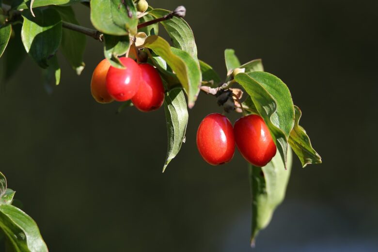 Cornus, Mas