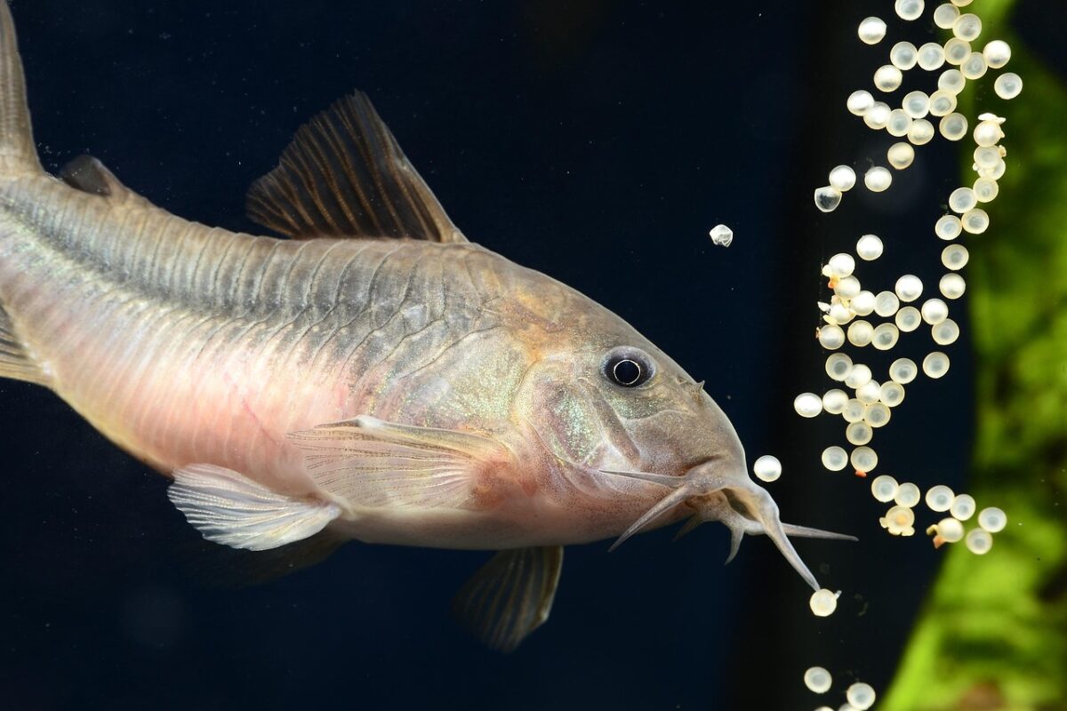Corydoras Corydoras