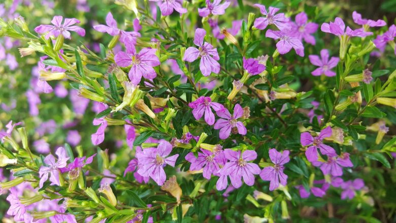 Cuphea, Hyssopifolia
