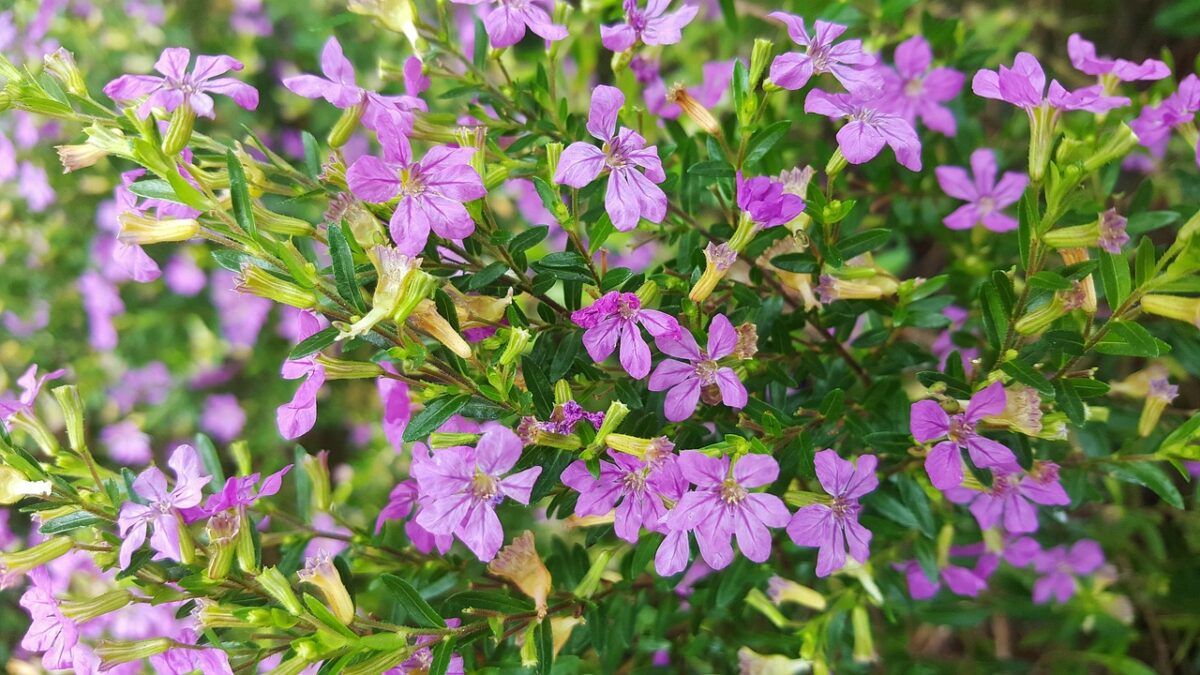 Cuphea, Hyssopifolia