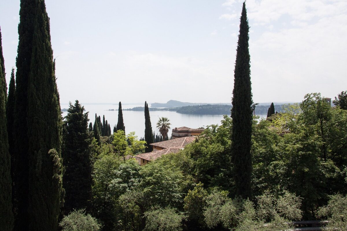 Cupressus, Sempervirens Cupressus, Sempervirens