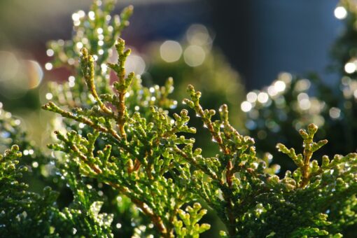 Cipresso – Cupressus sempervirens