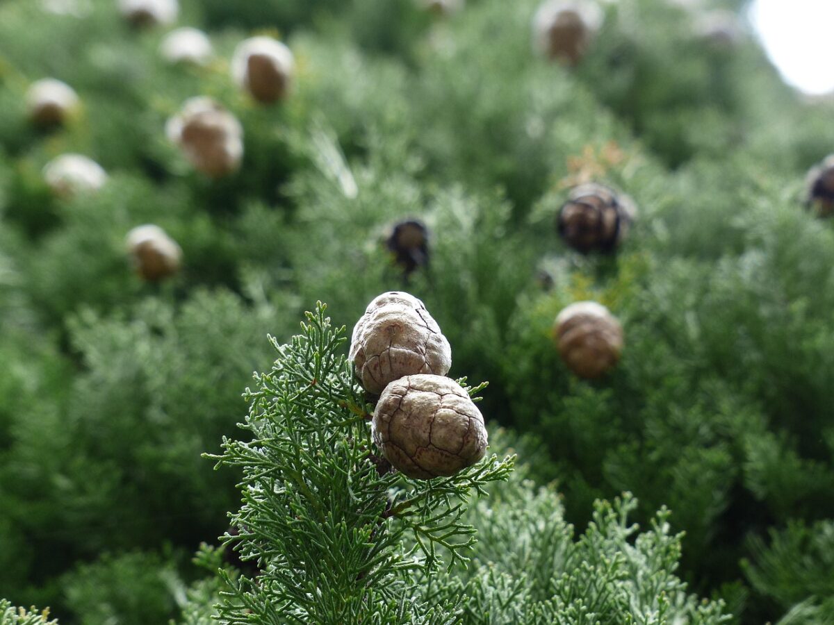 Cupressus, Sempervirens Cupressus, Sempervirens