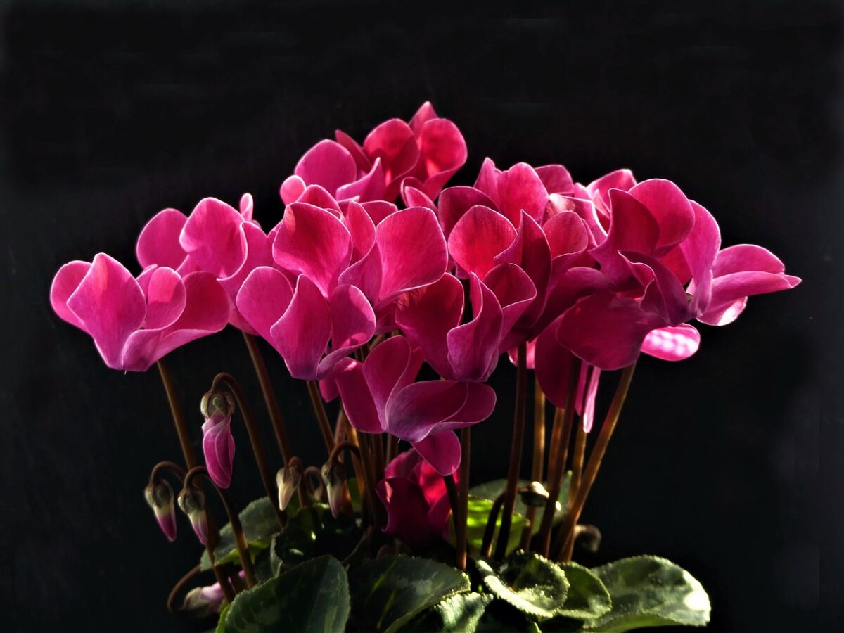 Cyclamen, Persicum Cyclamen, Persicum