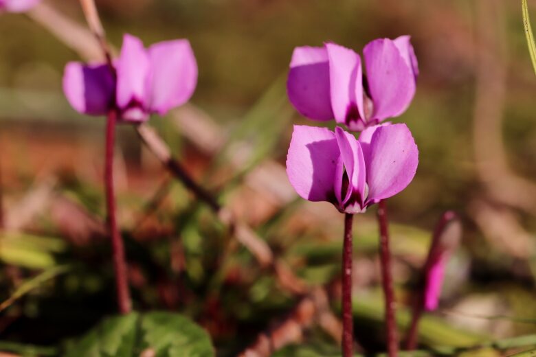 Cyclamen, Persicum