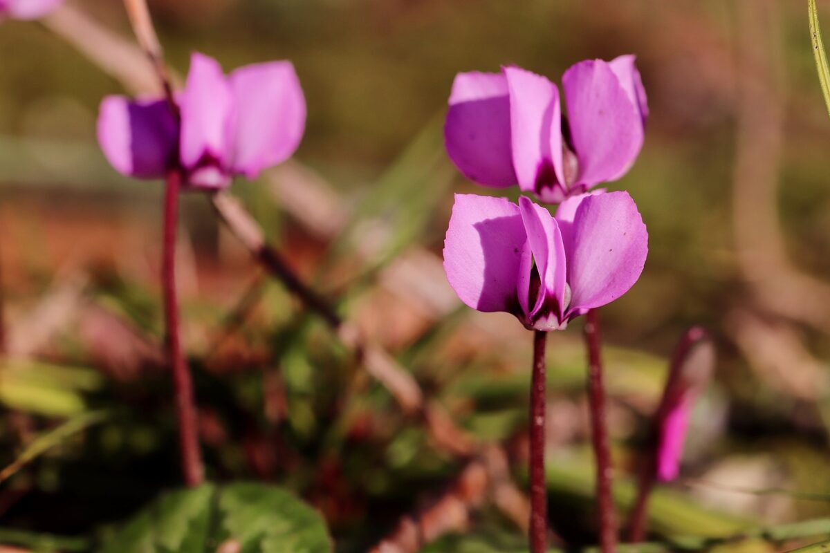 Cyclamen, Persicum Cyclamen, Persicum