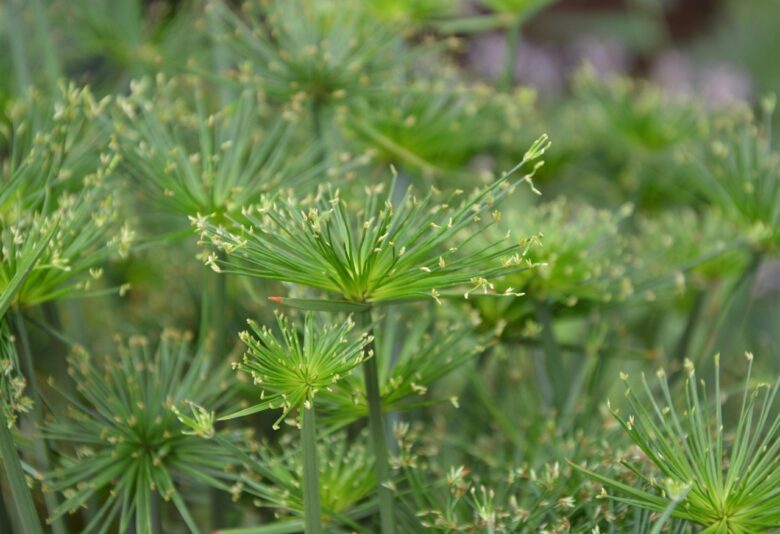 Cyperus, Alternifolius