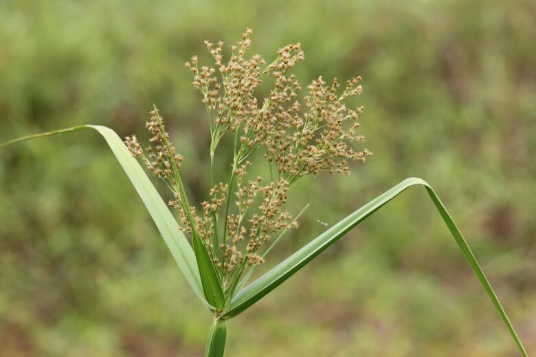 Cyperus, Papyrus