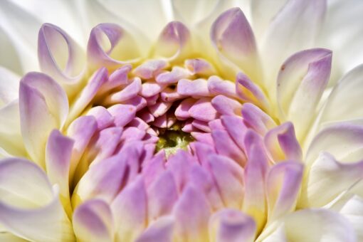 Dalia moltiplicazione