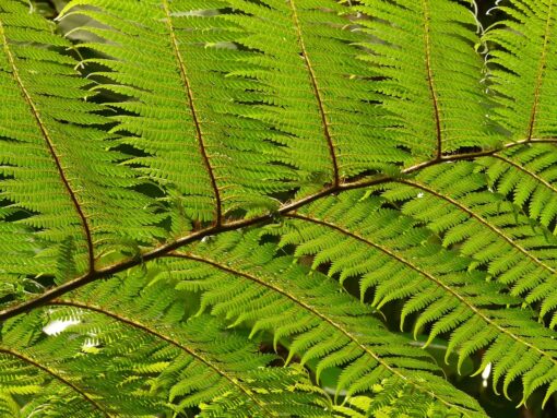 Dicksonia antartica – Felce gigante