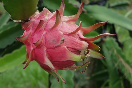 Pitaya – Hylocereus