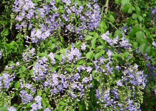 Duranta coltivazione