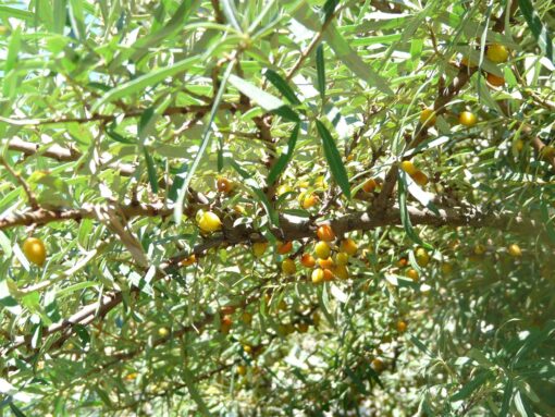 Eleagno coltivazione