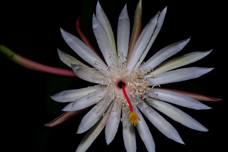Epiphyllum