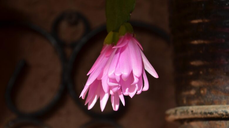 Epiphyllum, Ackermannii