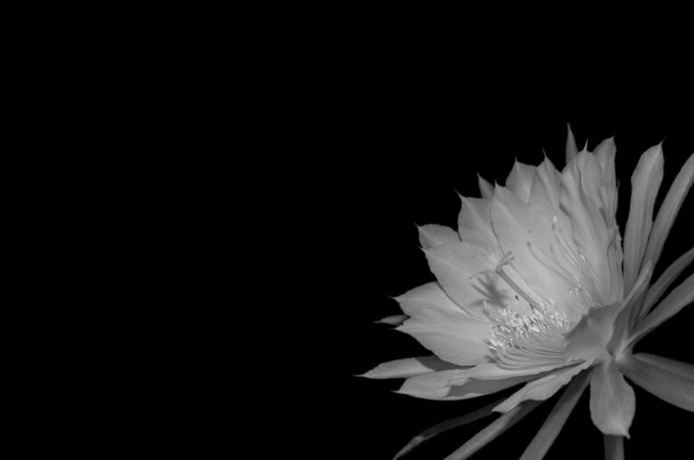 Epiphyllum, Ackermannii