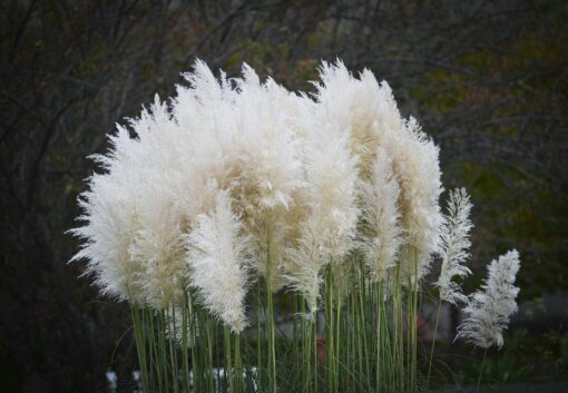 Erba delle Pampas – Cortaderia