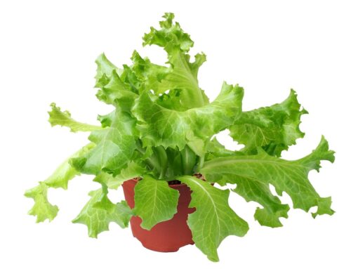 Rucola coltivazione