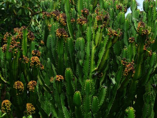Euforbia cespugliosa – Euphorbia characias