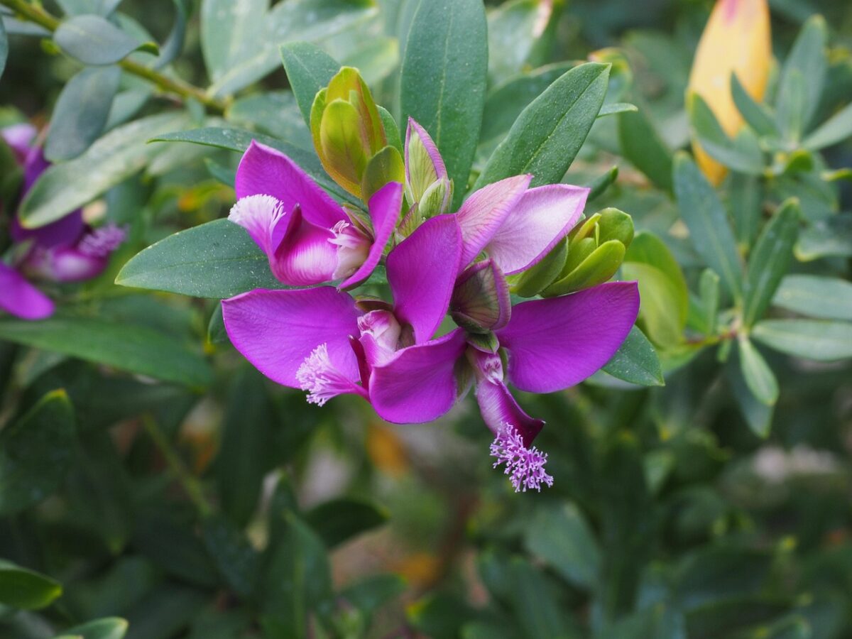 Eugenia, Myrtifolia Eugenia, Myrtifolia