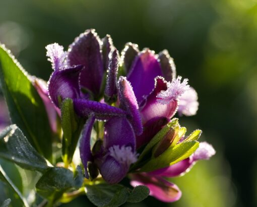Eugenia – Eugenia myrtifolia