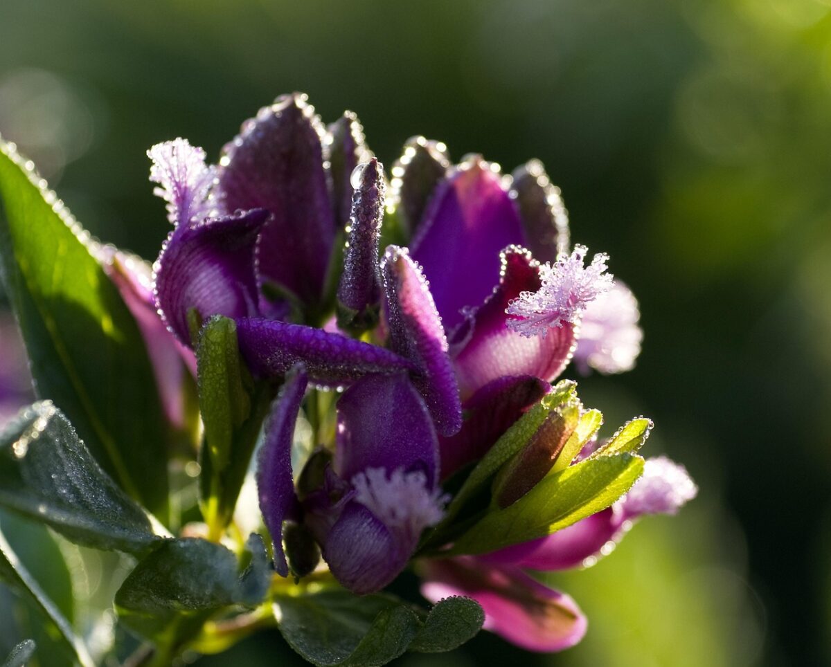 Eugenia, Myrtifolia Eugenia, Myrtifolia