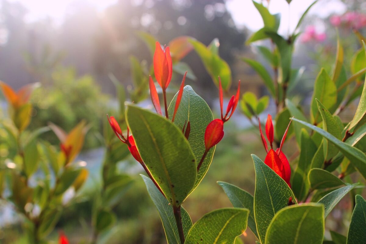Eugenia, Myrtifolia Eugenia, Myrtifolia