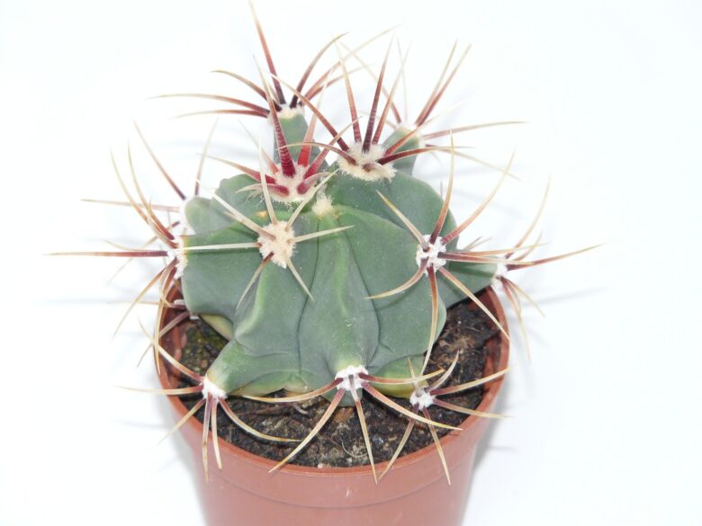 Ferocactus
